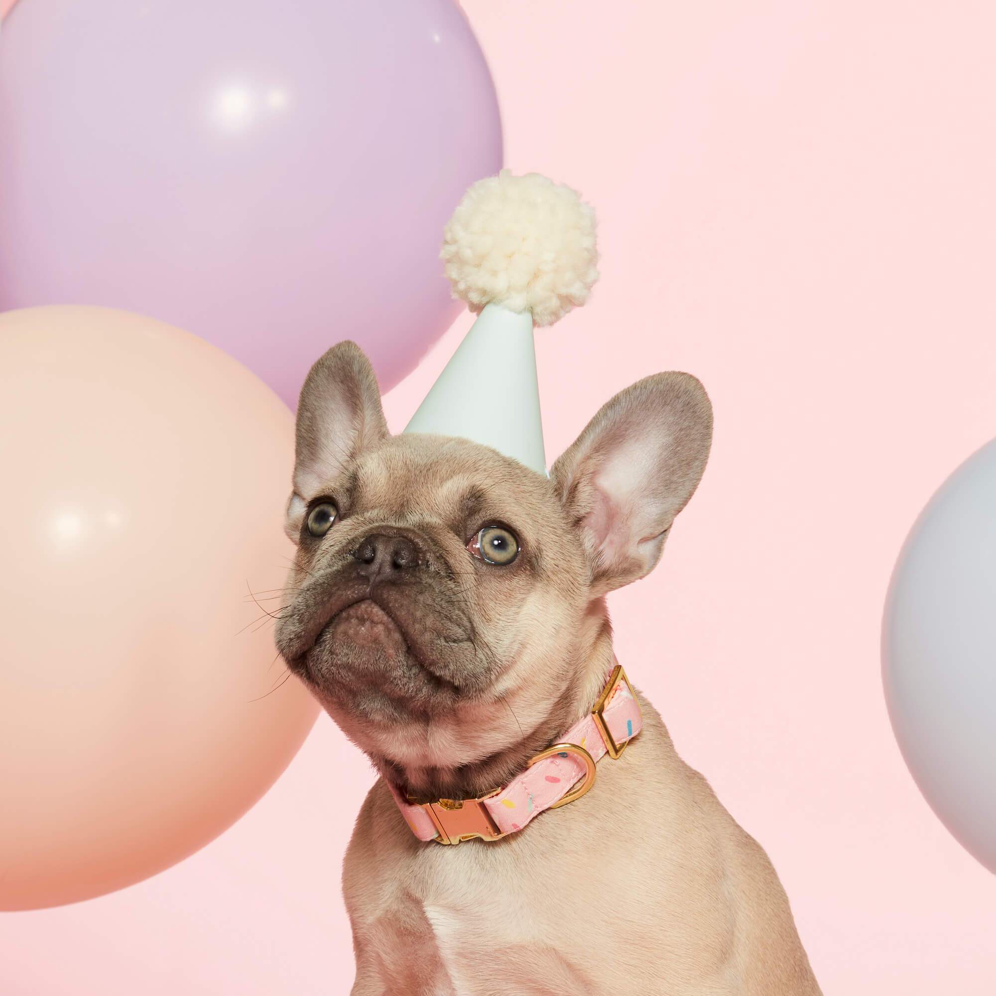 Sprinkles Birthday Dog Collar: X-Small / Gold