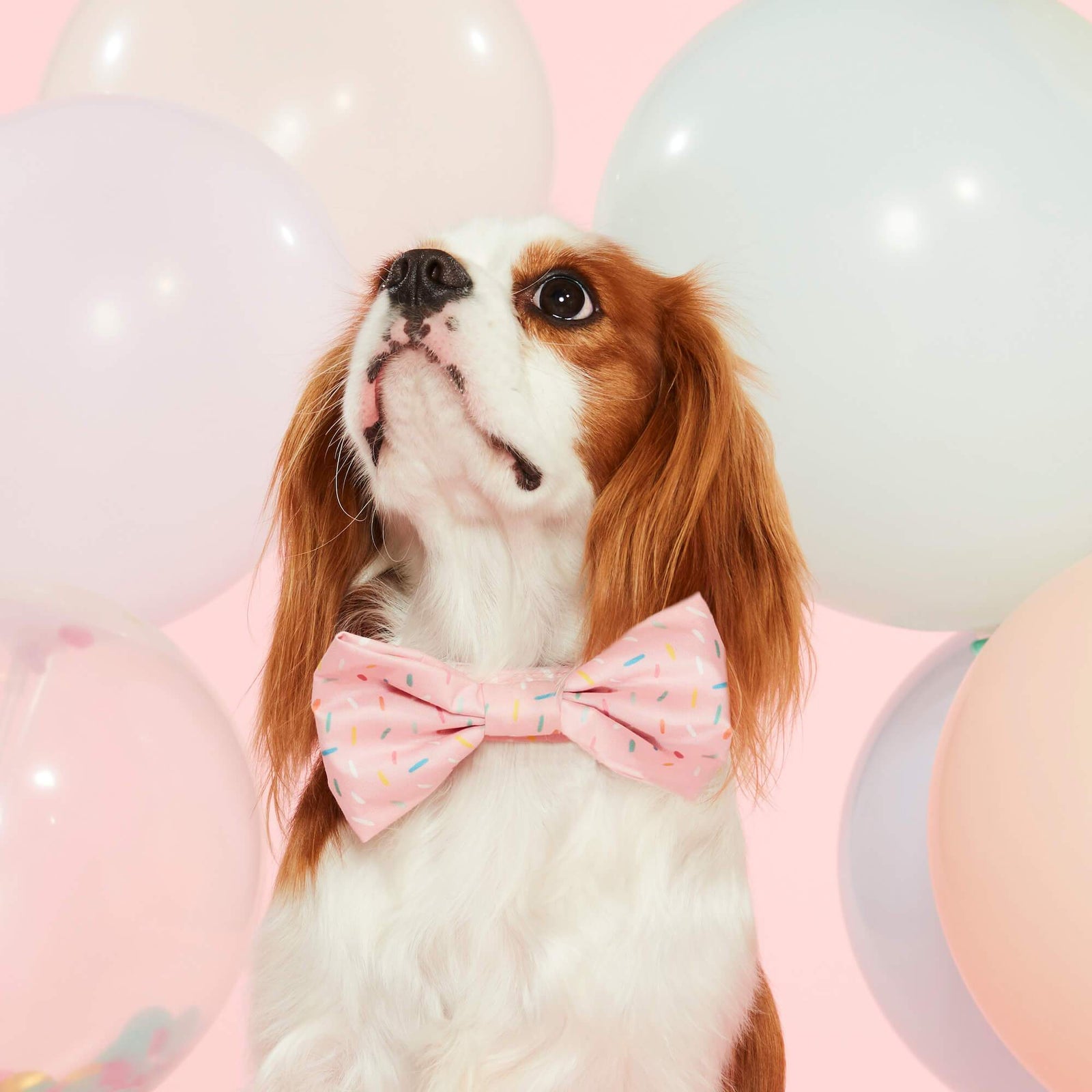 Sprinkles Dog Bow Tie: Standard